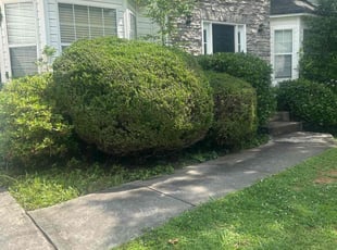 Bush Trimming by Chrishun Webber for Tonya L. in Dallas, GA
