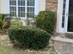 Bush Trimming by Mark Redden for Nichole J. in College Park, GA