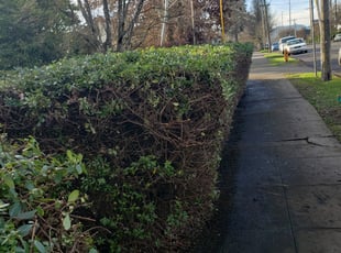 Bush Trimming by J P for Robert O. in Portland, OR