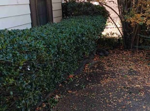 Bush Trimming by Rodney Shenks for Nino B. in Memphis, TN