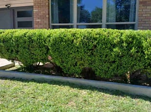 Bush Trimming by Vincent Vasquez for James B. in San Antonio, TX