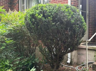 Bush Trimming by Christopher Beckner for Rodney B. in Roanoke, VA