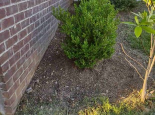 Weeding by Amie Simpson for Kyle Y. in Lexington, KY