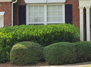Bush Trimming by Vicki Johnson for Ray D. in Kennesaw, GA