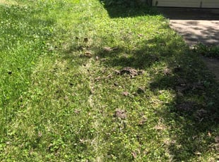Leaf Removal by Stephen Reynolds for Anietra R. in Dayton, OH