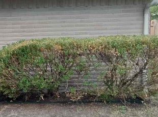 Bush Trimming by Roberto Pena for Jamil M. in Spring, TX