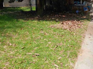 Leaf Removal by Cory Hignite for Sara K. in Lexington, KY