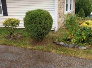 Bush Trimming by Eileen Hirschman for harry d. in Willingboro, NJ
