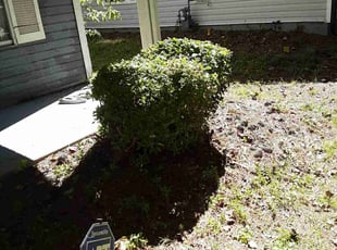 Bush Trimming by Jerry Gross Jr for Willando C. in Decatur, GA