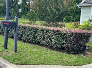 Bush Trimming by Ronald Wade for Tommy p. in Tallahassee, FL