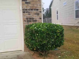 Bush Trimming by James Steele for Jason F. in Stallings, NC