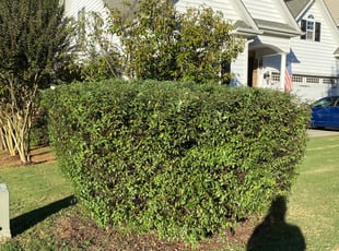 Bush Trimming by Nicholous Johnson for Ray E. in youngsville, NC