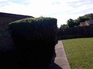 Bush Trimming by Valentina Toledo for Dani R. in DeSoto, TX