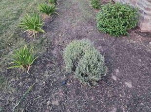 Weeding by Angie Santiago for Christopher S. in Reedley, CA