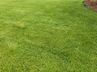Amna F.'s Lawn Service service result