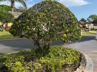 Bush Trimming by Ramon Taguja for Carolyn S. in Plant City, FL