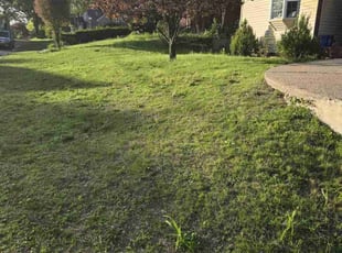 Leaf Removal by Samantha Wolfe for Alexandria J. in Springfield, MA