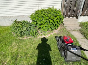 Bush Trimming by Steve Stensland for Marilyn M. in Minneapolis, MN