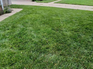 Leaf Removal by Noe Lara for Chris A. in Omaha, NE