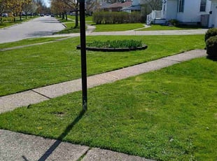 Sheila E.'s Lawn Care service result