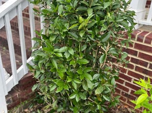 Bush Trimming by Phillip StPreuve for Judith T. in Lawrenceville, GA
