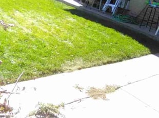 Cleanups by Tom Davis for Tommy G. in Edgewater, CO