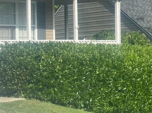 Bush Trimming by William Clark for Josh R. in Dallas, GA