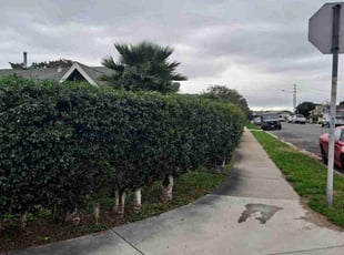 Bush Trimming by Caleb Peck for Lyanne P. in San Diego, CA