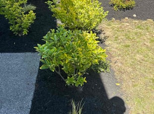 Bush Trimming by Nouri Abdelkader for Pranay S. in Lynnwood, WA