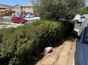 Bush Trimming by Mario Monje for Susan B. in Perris, CA