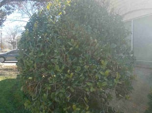 Bush Trimming by Vincent Vasquez for Eileen M. in San Antonio, TX