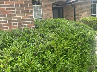 Bush Trimming by Paul Tollefson for Cheryl F. in Tallahassee, FL