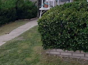 Bush Trimming by Angel Aguilera for Carol B. in El Paso, TX
