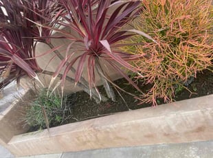 Weeding by George Islas for Ruben V. in Huntington Beach, CA
