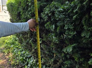 Bush Trimming by Rudy Larios for Curt G. in Glen Burnie, MD