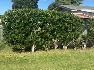 Bush Trimming by Glenwood Alexander for Nicole B. in Lafayette, LA