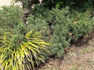 Weeding by Willie Carmichael Jr for Brooke S. in Apopka, FL
