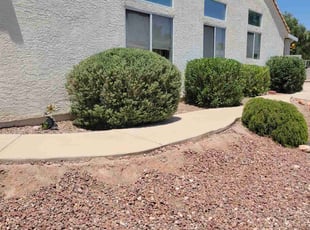 Bush Trimming by Leland Floyd for Marva M. in Las Vegas, NV