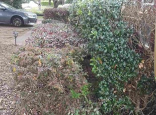 Bush Trimming by Roberto Banda for Leigh C. in Austin, TX