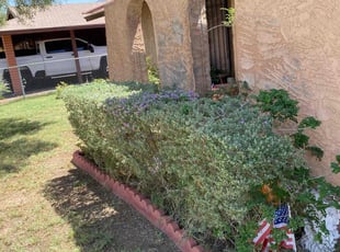 Bush Trimming by Bobby Parris for Shay N. in Phoenix, AZ