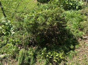 Bush Trimming by Caree Keith for Derrick J. in Washington, DC