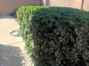 Bush Trimming by Manuel Venegas for Bryna K. in Los Angeles, CA