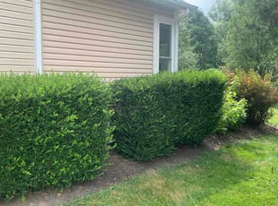 Weeding by B.J. Schuetz for Nick H. in Reynoldsburg, OH