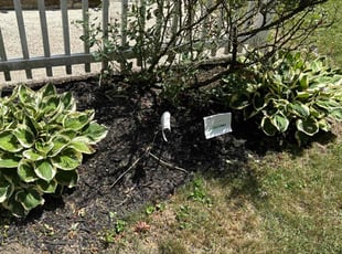 Weeding by Edvin Elias Vargas Estrada for Ramzi G. in Philadelphia, PA