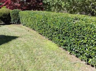 Bush Trimming by Enrique Juarez for Charles H. in Canton, GA