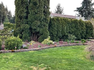 Weeding by Stephenie Krapf for Mary J. in Puyallup, WA