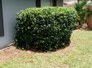 Bush Trimming by Charles Williams for Rudra P. in Mount Dora, FL