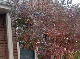 Bush Trimming by Lance Reynolds for Franklin C. in Kansas City, MO