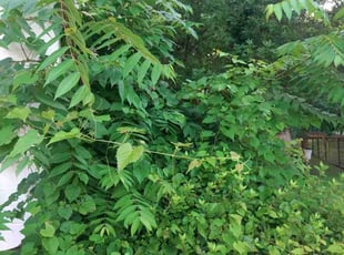 Bush Trimming by Jim Crossett for Maria C. in Centreville, VA