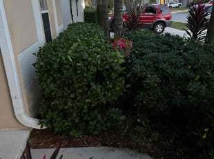 Bush Trimming by Ben Handy for Chris D. in Orlando, FL